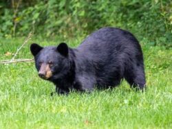 Bear Scents