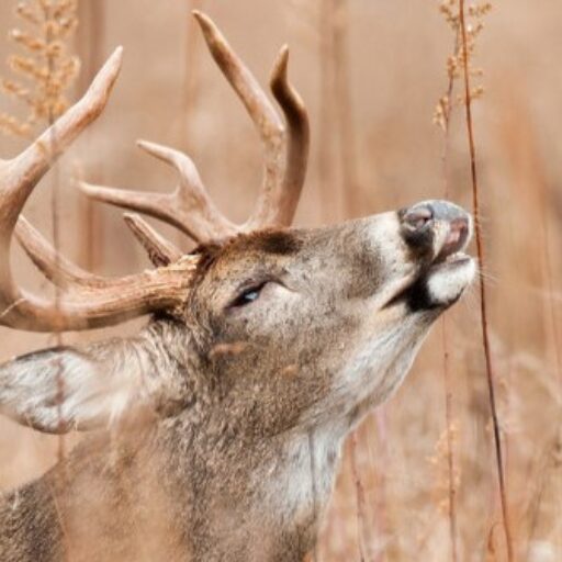 Best Hunting Scents