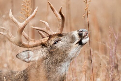 Deer Scents