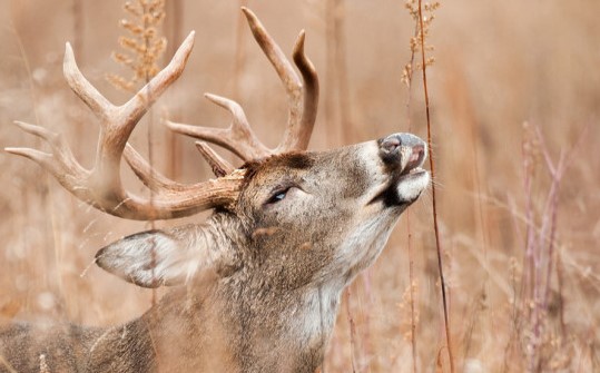 Best Hunting Scents