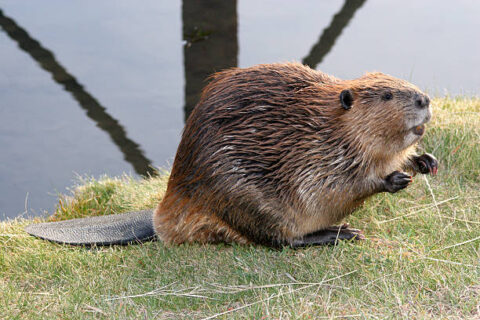 beaver scents