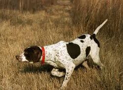 Dog Training Scents