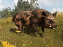 Wild Hog Scents