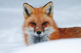 red fox scents